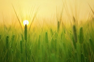 برگزاری دوره‌ای تحت عنوان «مقدمه ای بر کشاورزی ارگانیک» توسط ITC