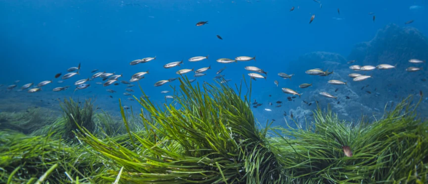 Ambitious Biodiversity Framework provides businesses with clear pathways for action