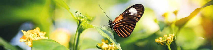 ICC joins pledge for step change on biodiversity