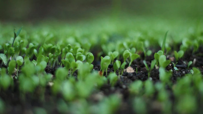 Virtual Event: Harnessing Agriculture Trade for Sustainable Food Systems